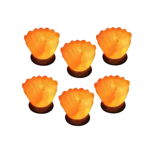 Set of 6 Seashell salt lamps